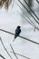 Barn SwallowÂ on a Reed Hirundo rustica